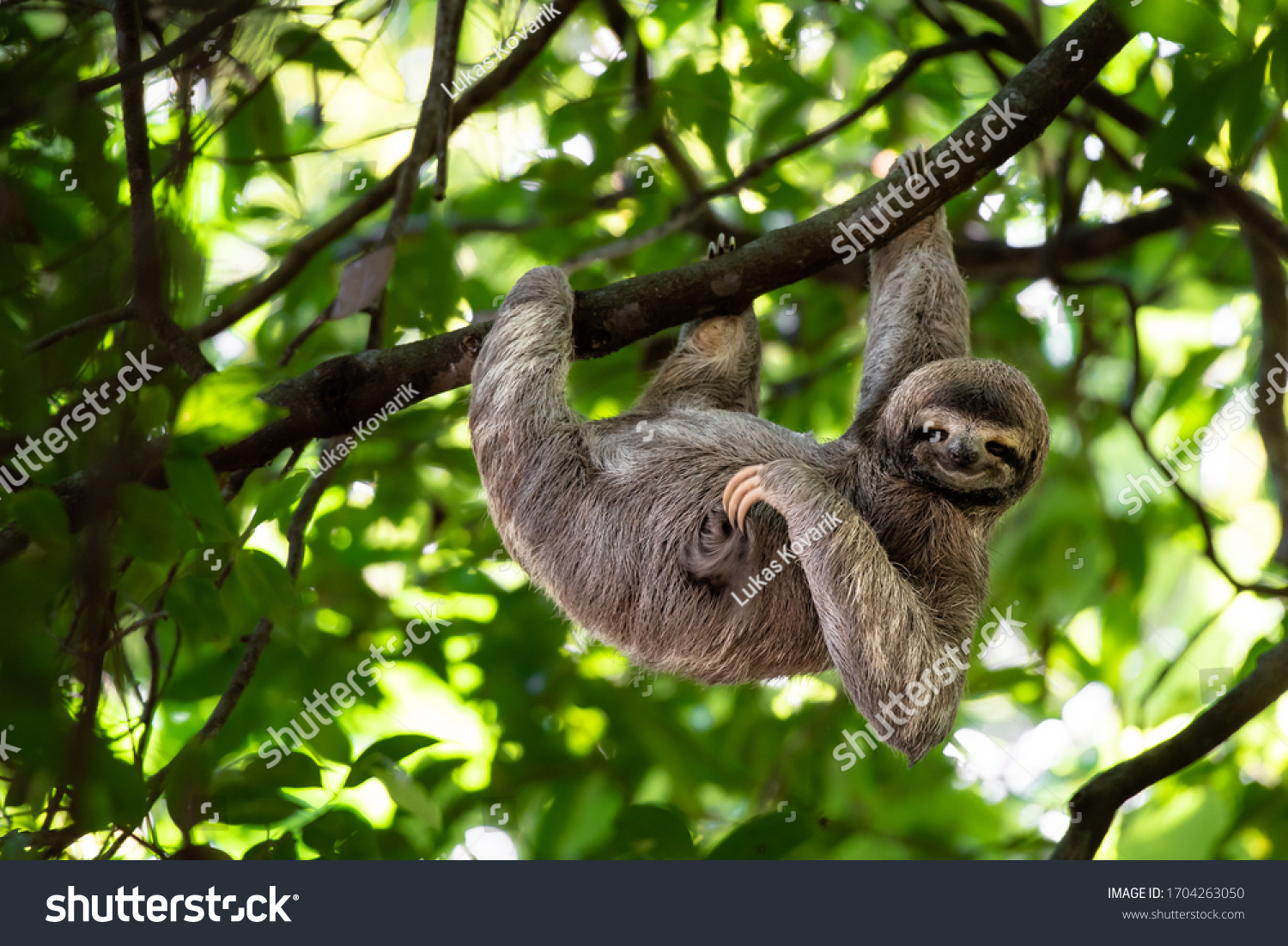 Cute sloth hanging on tree branch with funny face look, perfect portrait of wild animal in the Rainforest of Costa Rica scratching the belly, Bradypus variegatus, brown-throated three-toed sloth, #1704263050