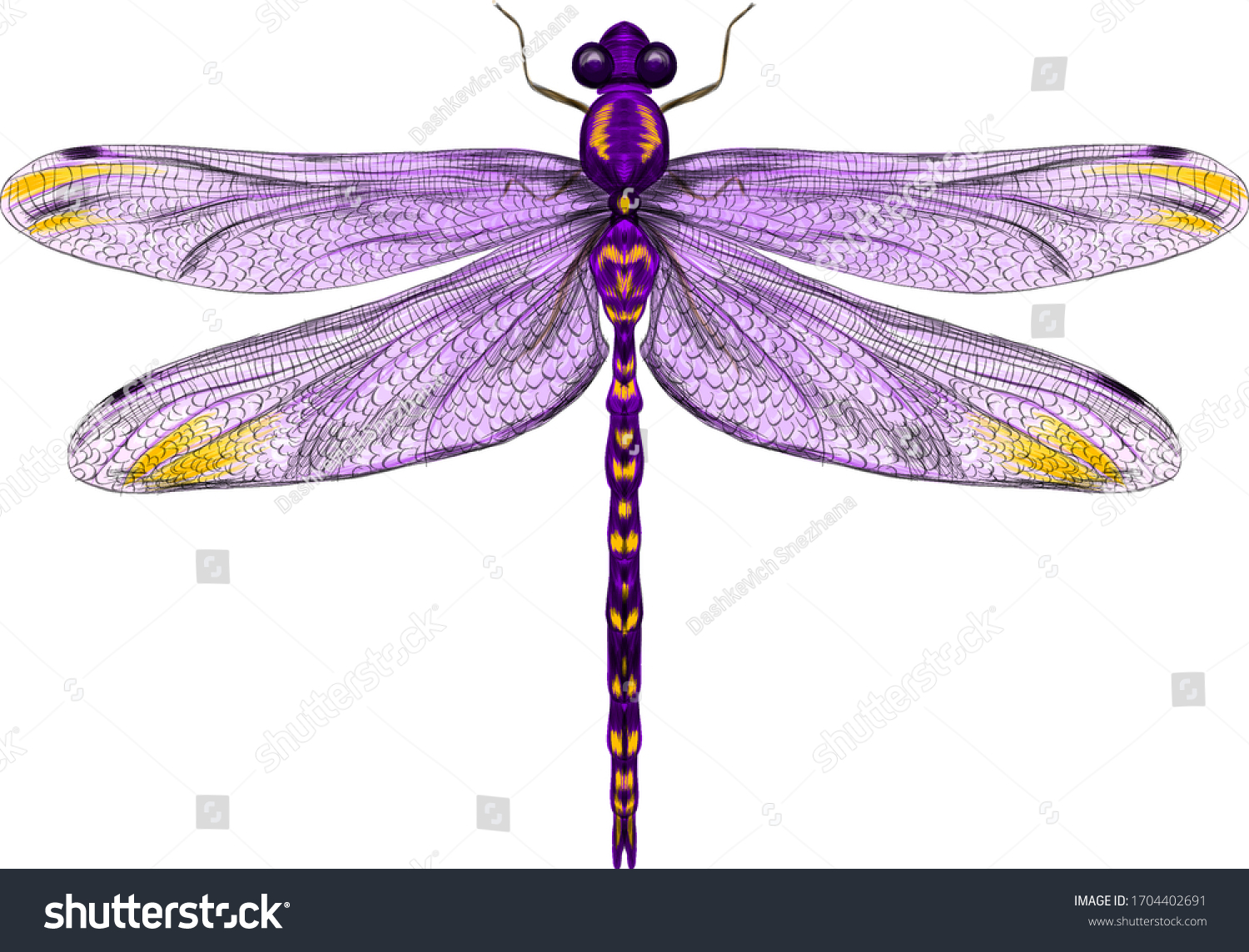 purple dragonfly with delicate wings vector illustration  #1704402691