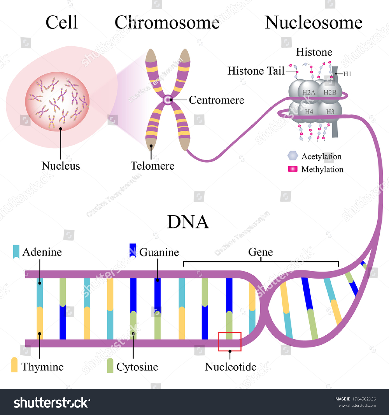 Illustration of DNA line and show cell, - Royalty Free Stock Vector ...