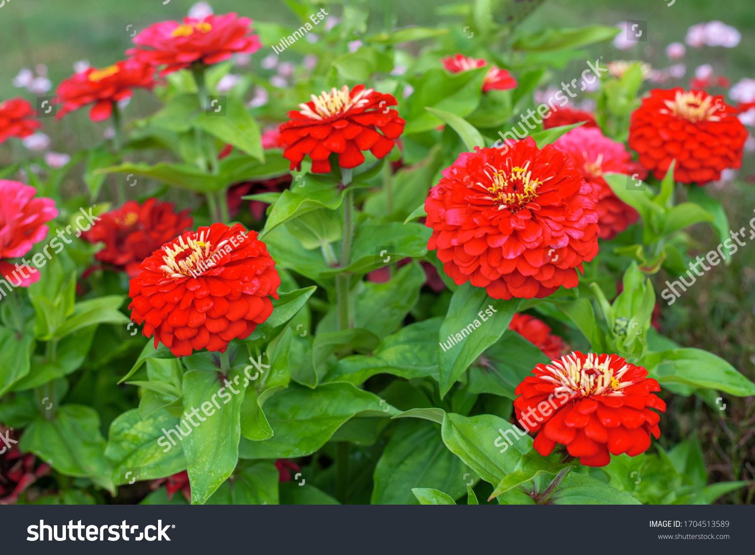 Red flowers of Zinnia elegans, common zinnia or elegant zinnia in the formal garden #1704513589