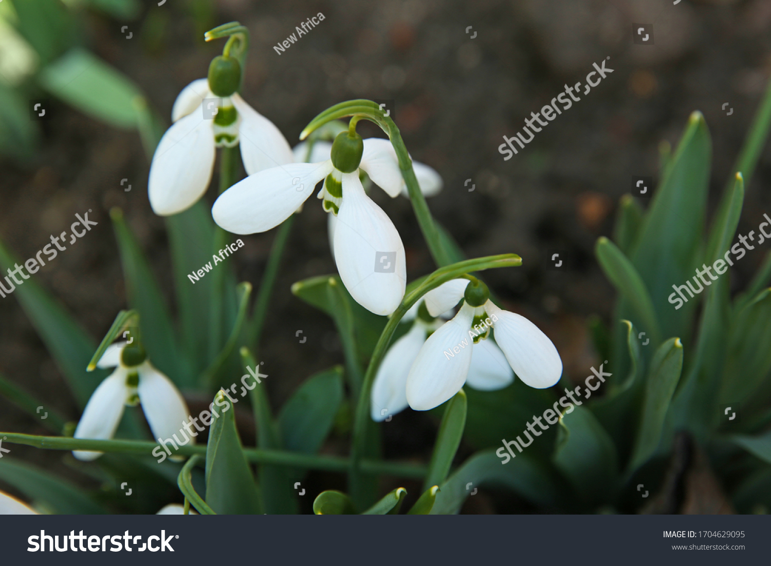 Beautiful snowdrops growing in garden, closeup. Spring flowers #1704629095