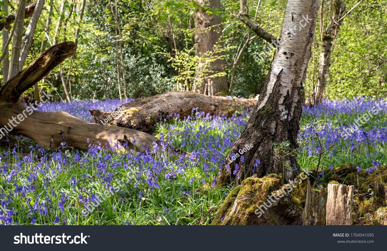 Carpet of bluebells in woodland spring, photographed at Pear Wood next to Stanmore Country Park in Stanmore, Middlesex, UK #1704941095