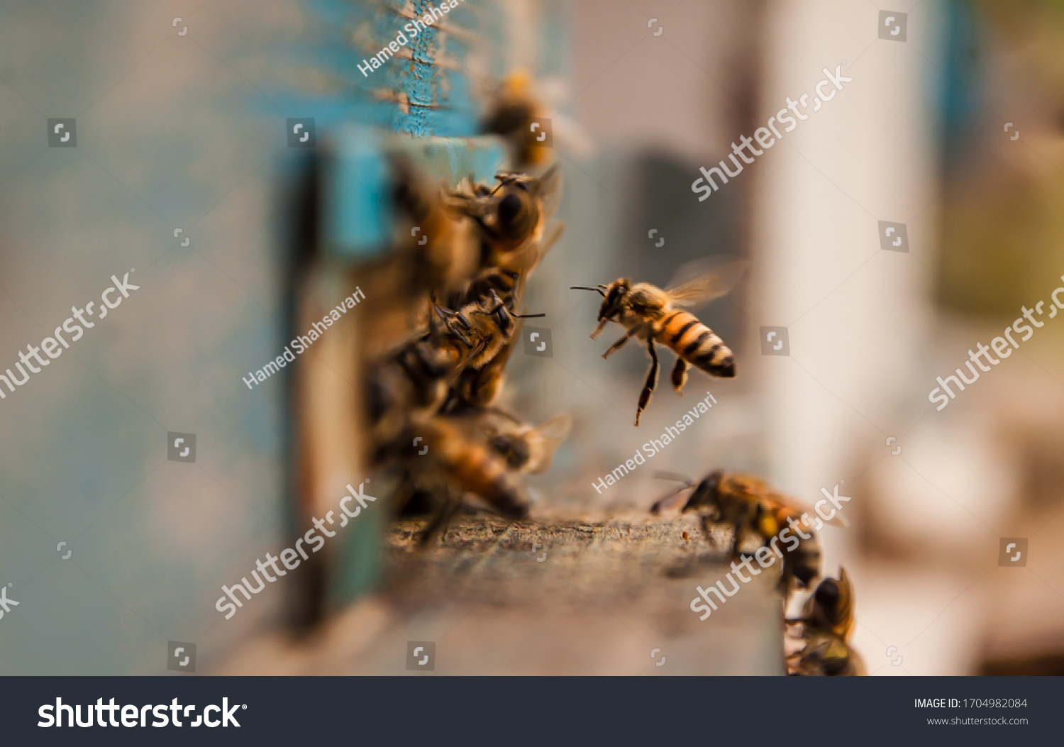 detailed view of working bees in a bee hive. blurred background. Close up of flying bees. Wooden beehive and bees. bees flying back in hive after an intense harvest period. #1704982084