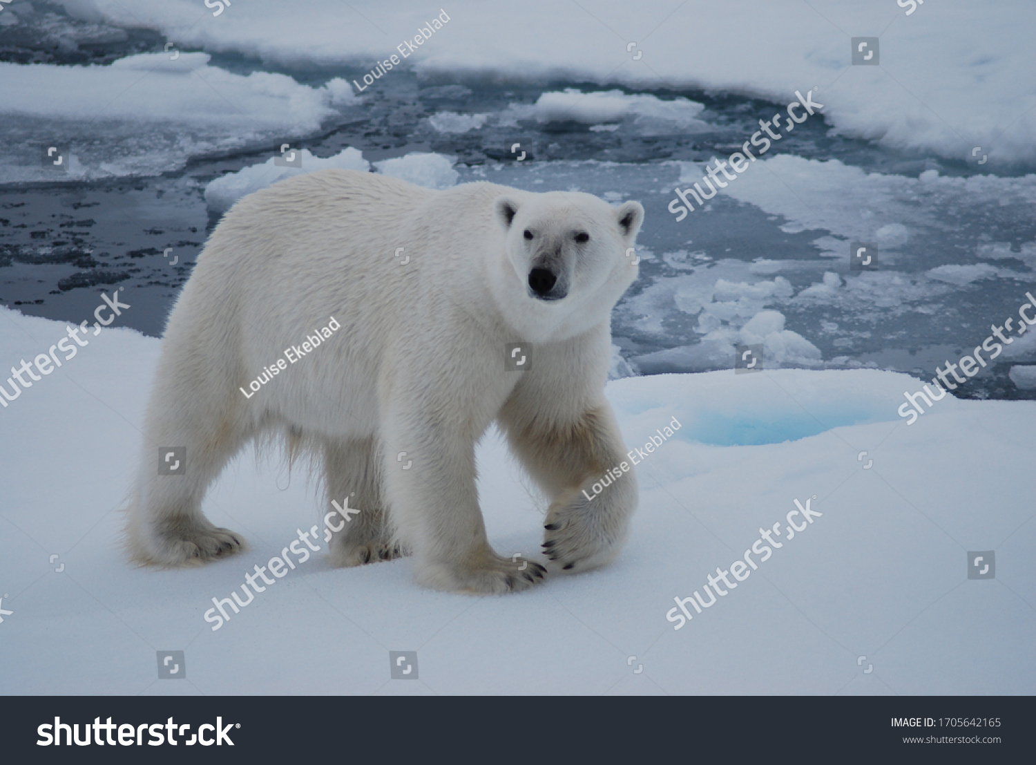 Polar bear walking in the Svalbard area searching for food #1705642165