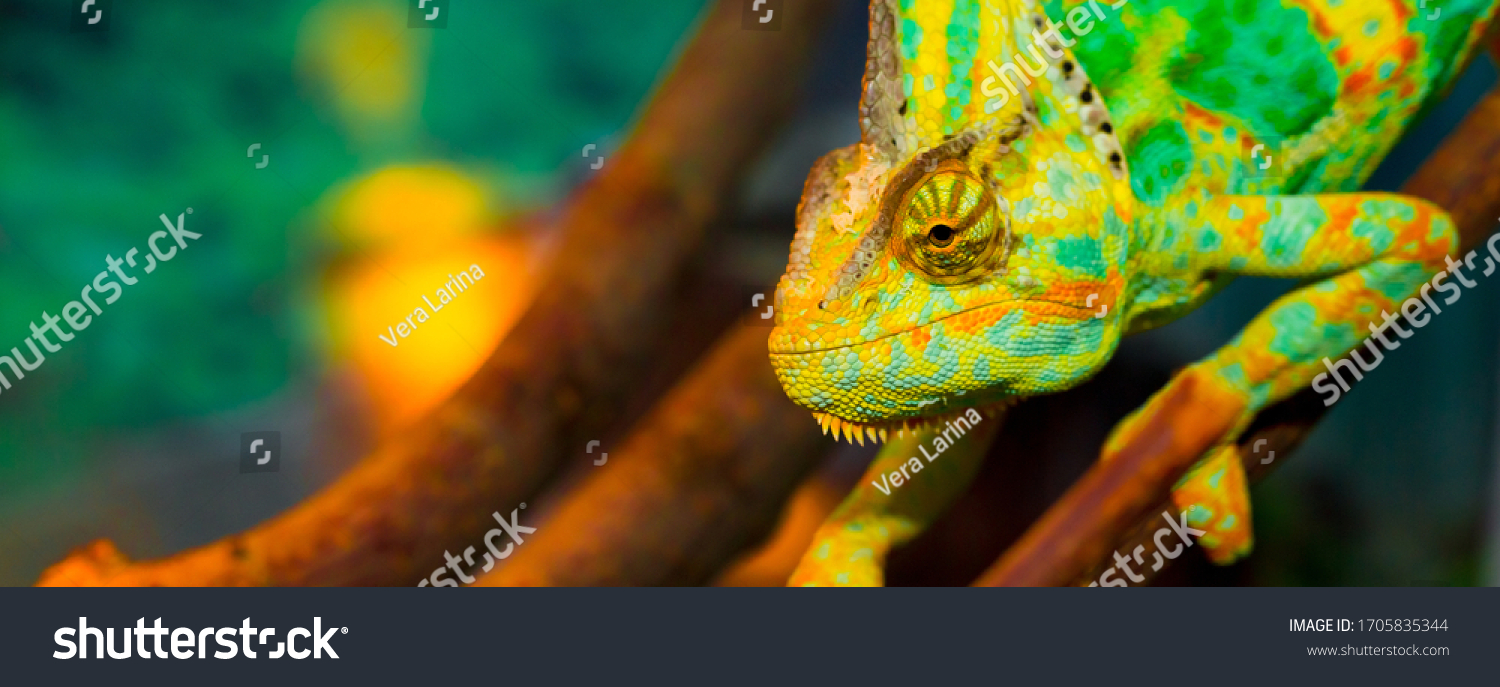 Chameleon close up. Multicolor Beautiful Chameleon closeup reptile with colorful bright skin. The concept of disguise and bright skins. Exotic Tropical Pet #1705835344