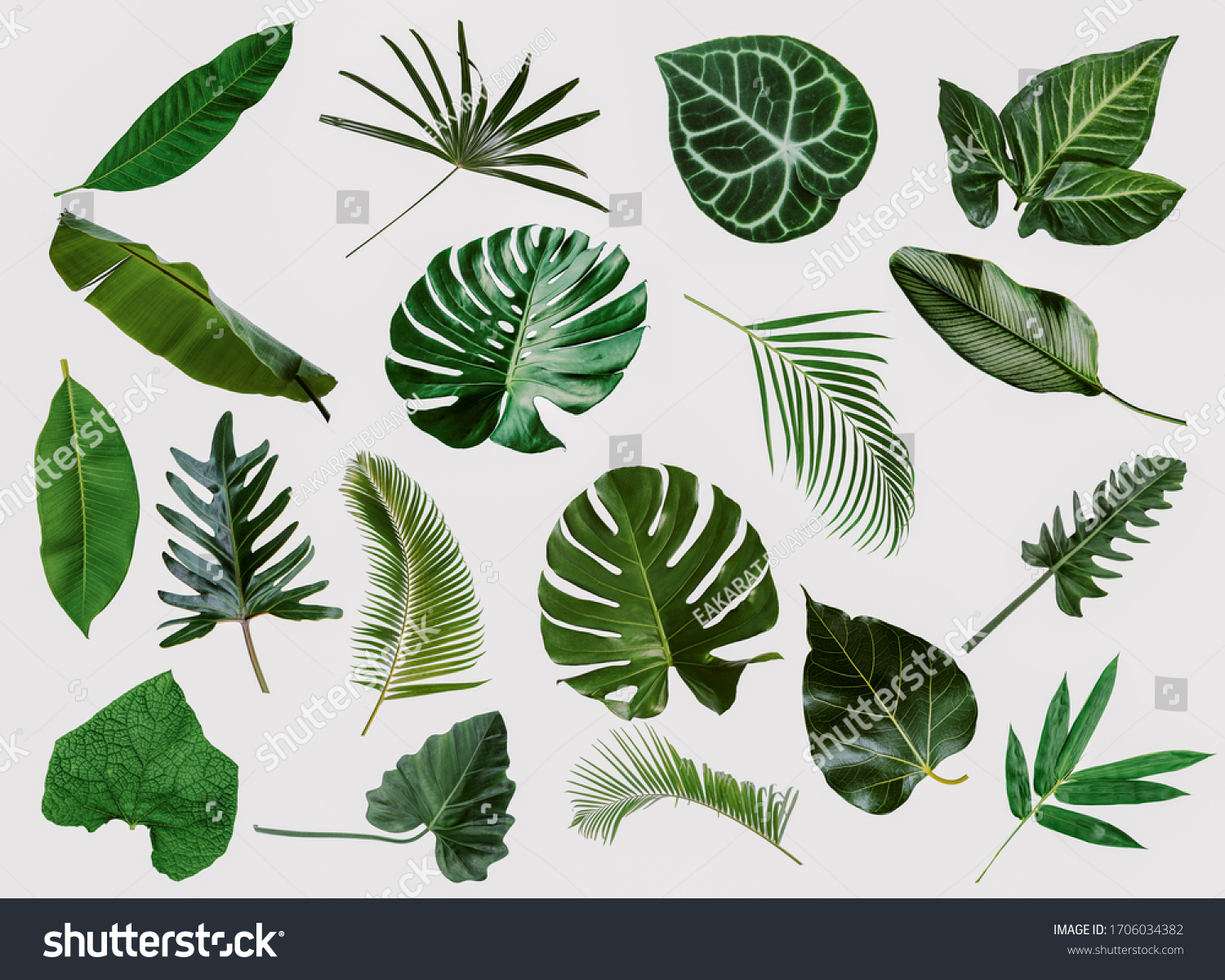 More beautiful exotic tropical leaves, isolated leaf background #1706034382