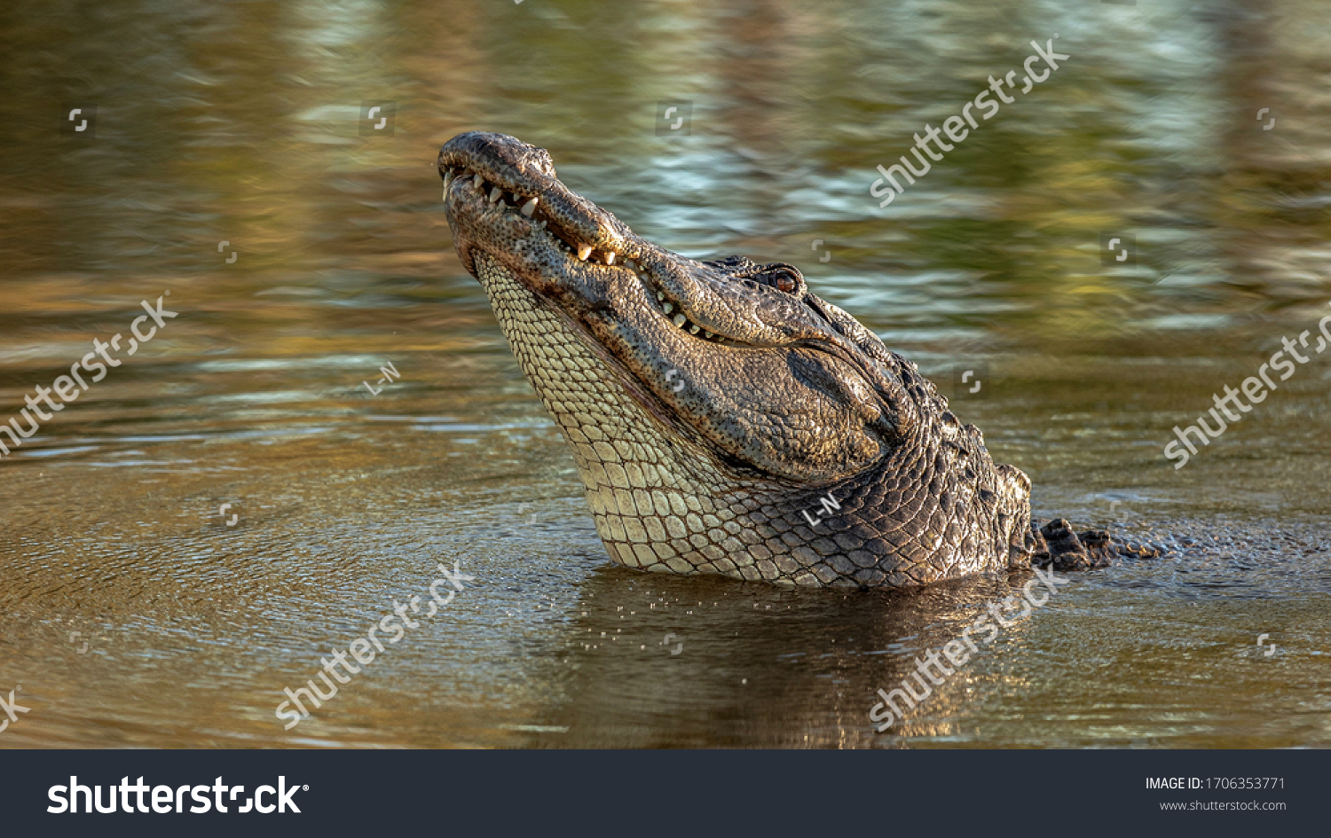 Large crocodile with sharp teeth in the water on the river. #1706353771