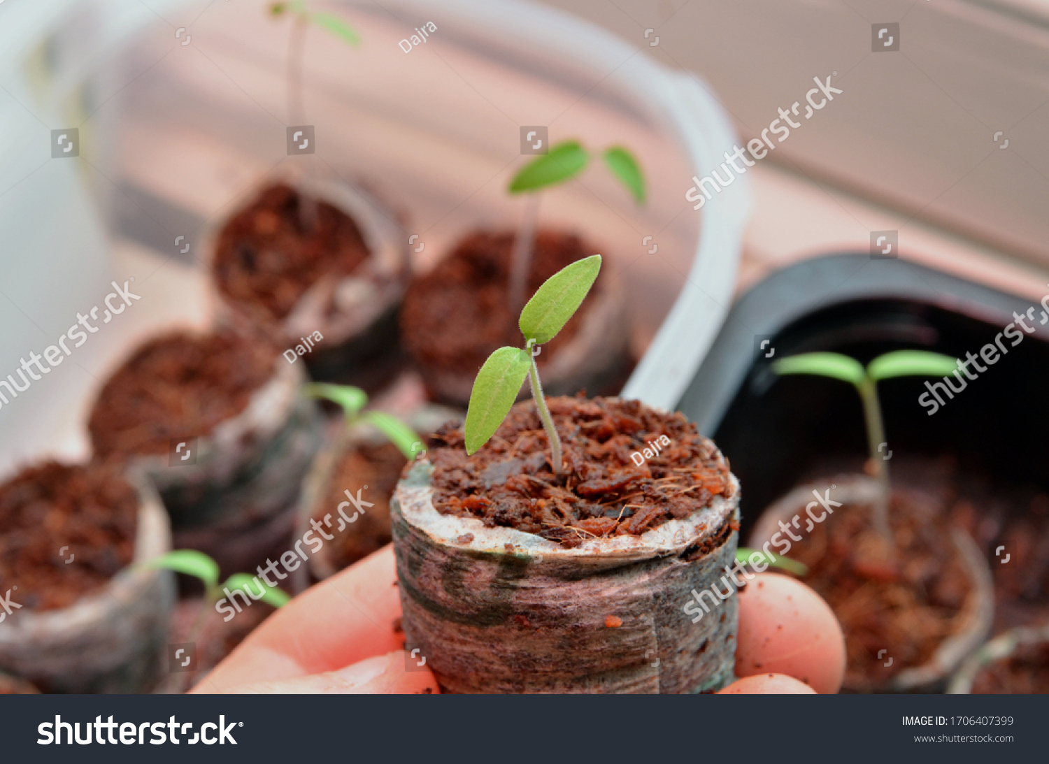 Young tomato seedling growing in a coir pellet. One week old tomato plant pot. Close up. Blur background with other tomato saplings growing in the coir pellets #1706407399