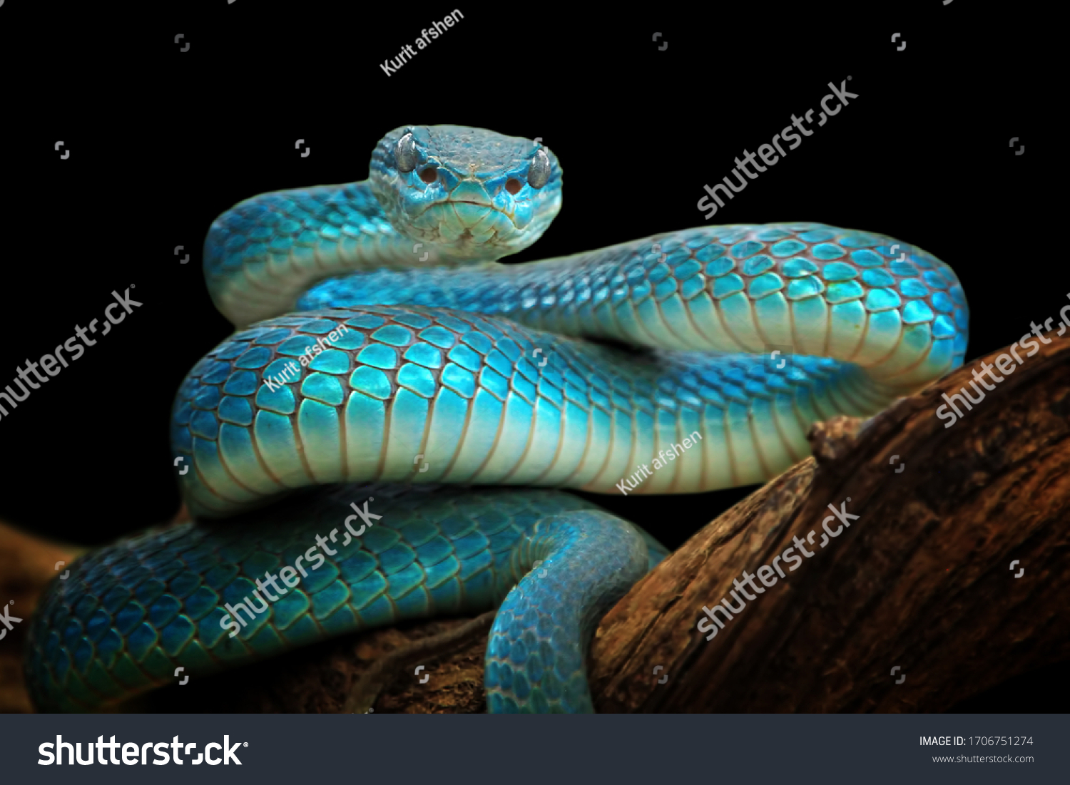 Blue viper snake closeup face, viper snake, blue insularis, Trimeresurus Insularis, animal closeup #1706751274