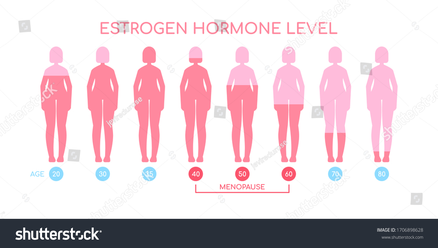 Estrogen Hormone Level Infographic Concept On Royalty Free Stock