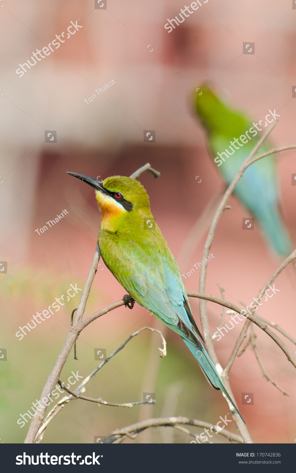 Blue-tailed bee-eater #170742836