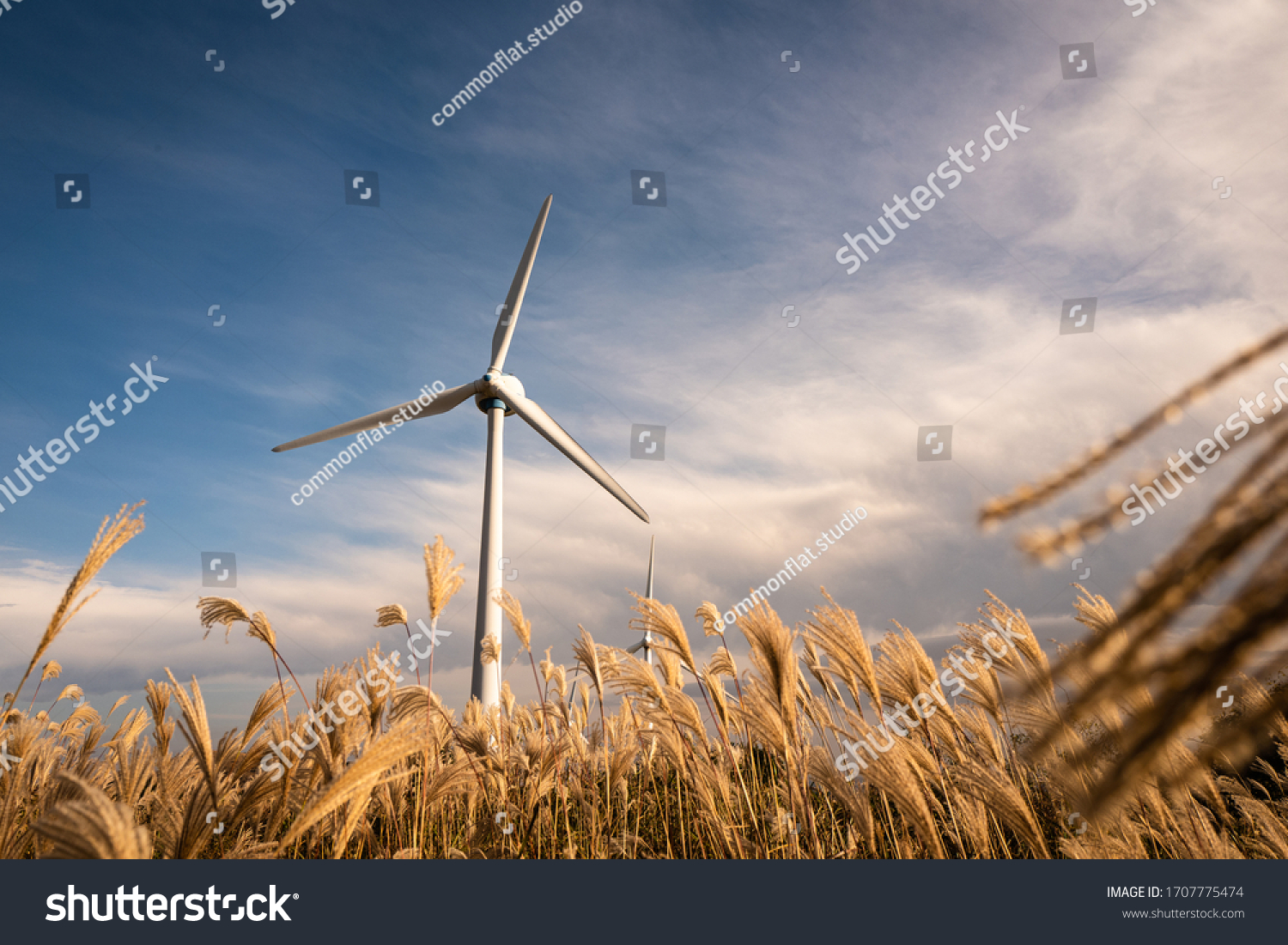 A windmill in a reed field and blue sky. #1707775474
