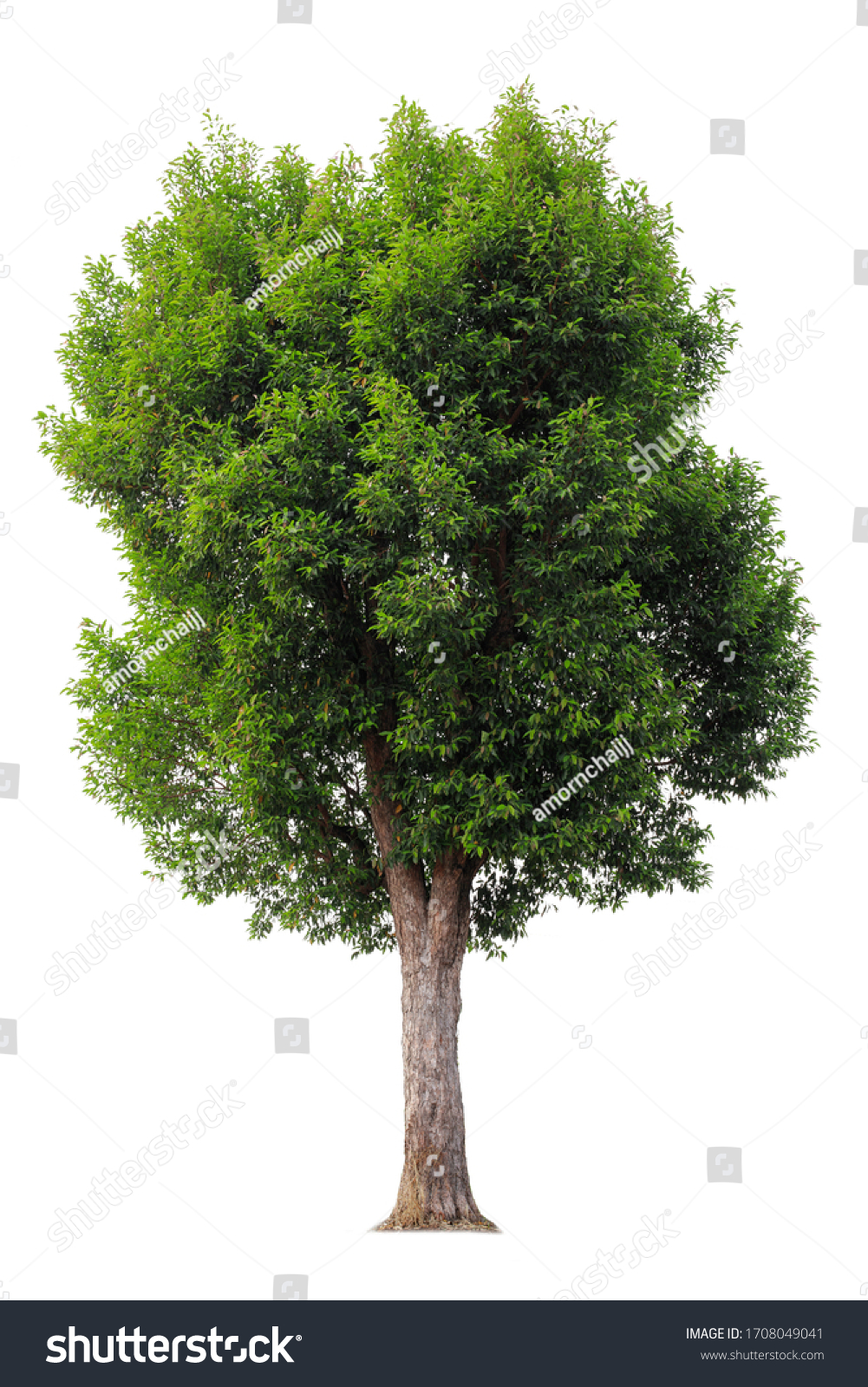 Cutout tree for use as a raw material for editing work. isolated beautiful fresh green deciduous almond tree on white background with clipping path. #1708049041