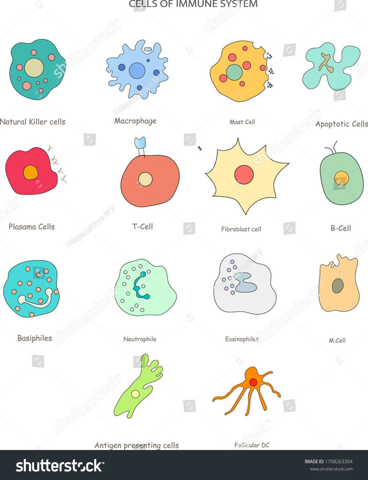 categories of cells involved in immune system - Royalty Free Stock ...