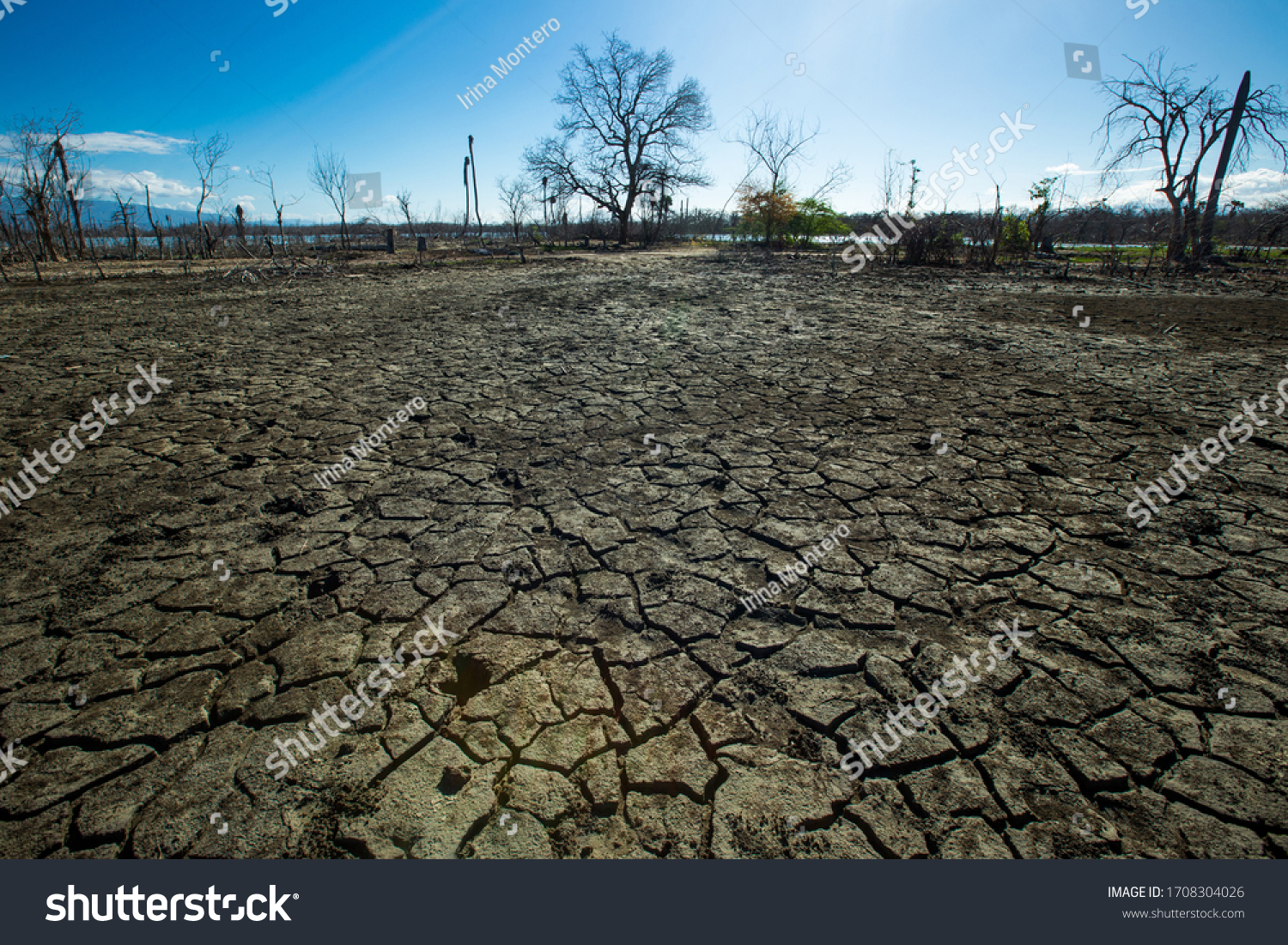Dried cracked earth aridity ground of lake bottom pattern with dry trees and blue sky on background Enriquillo lake Dominican republic  #1708304026