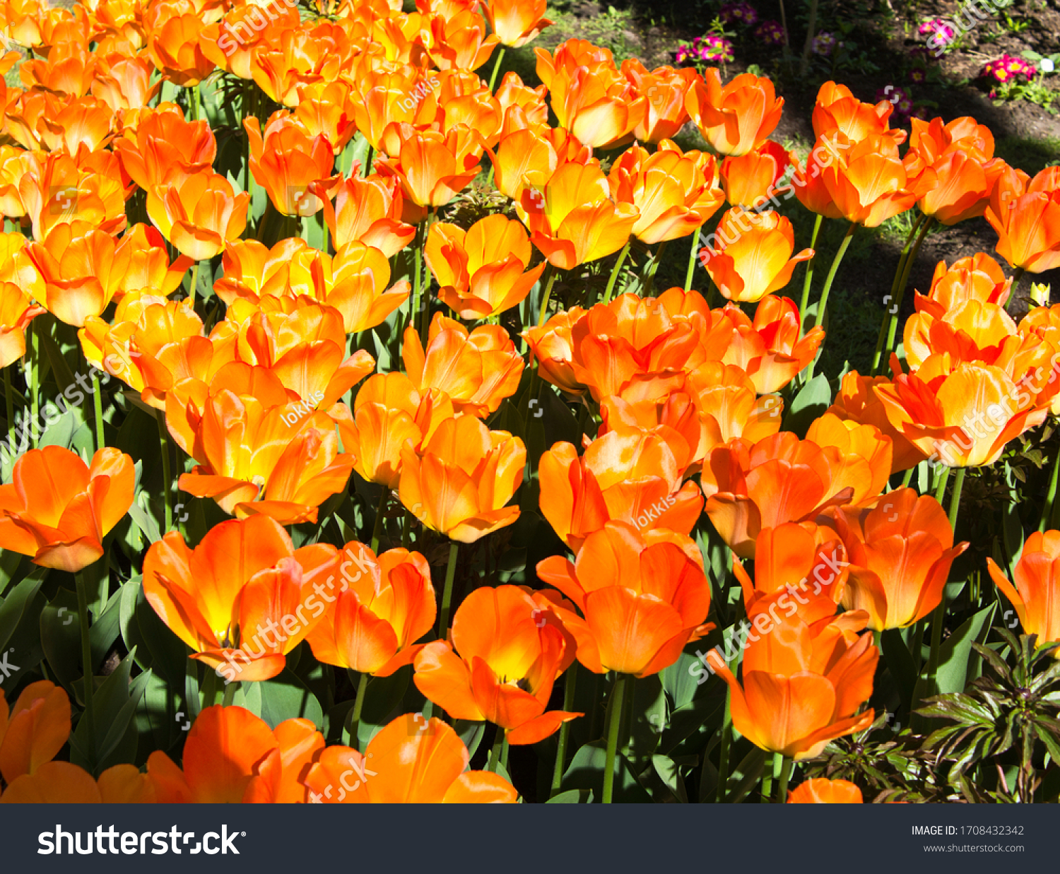 Spring background with beautiful orange tulips #1708432342