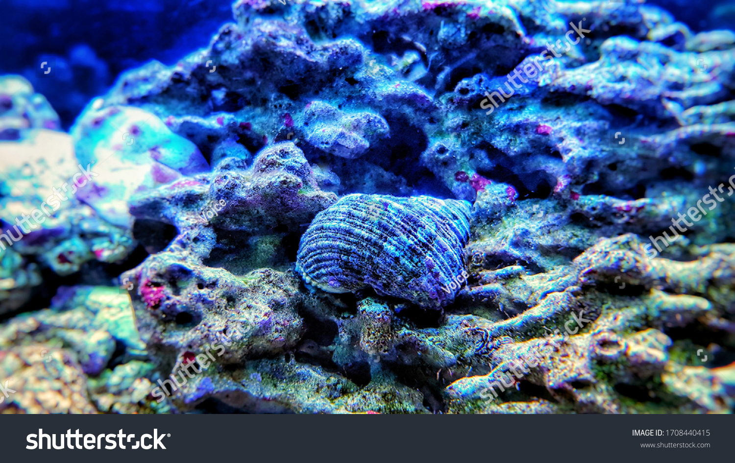 Close up image of saltwater snail invertebrate sea creature #1708440415