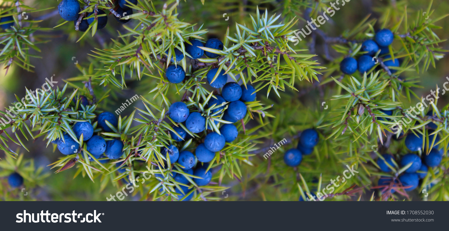 Lots of blue Juniper berries on the tree. Juniperus communis. #1708552030