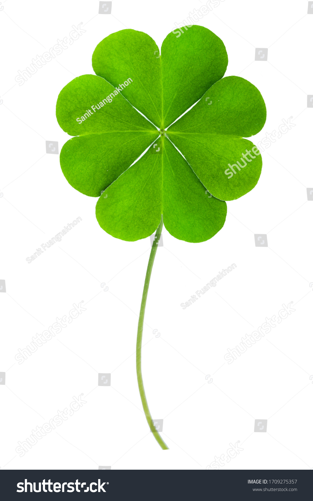 good luck Green clover four leaf isolated on white background. This has clipping path. #1709275357