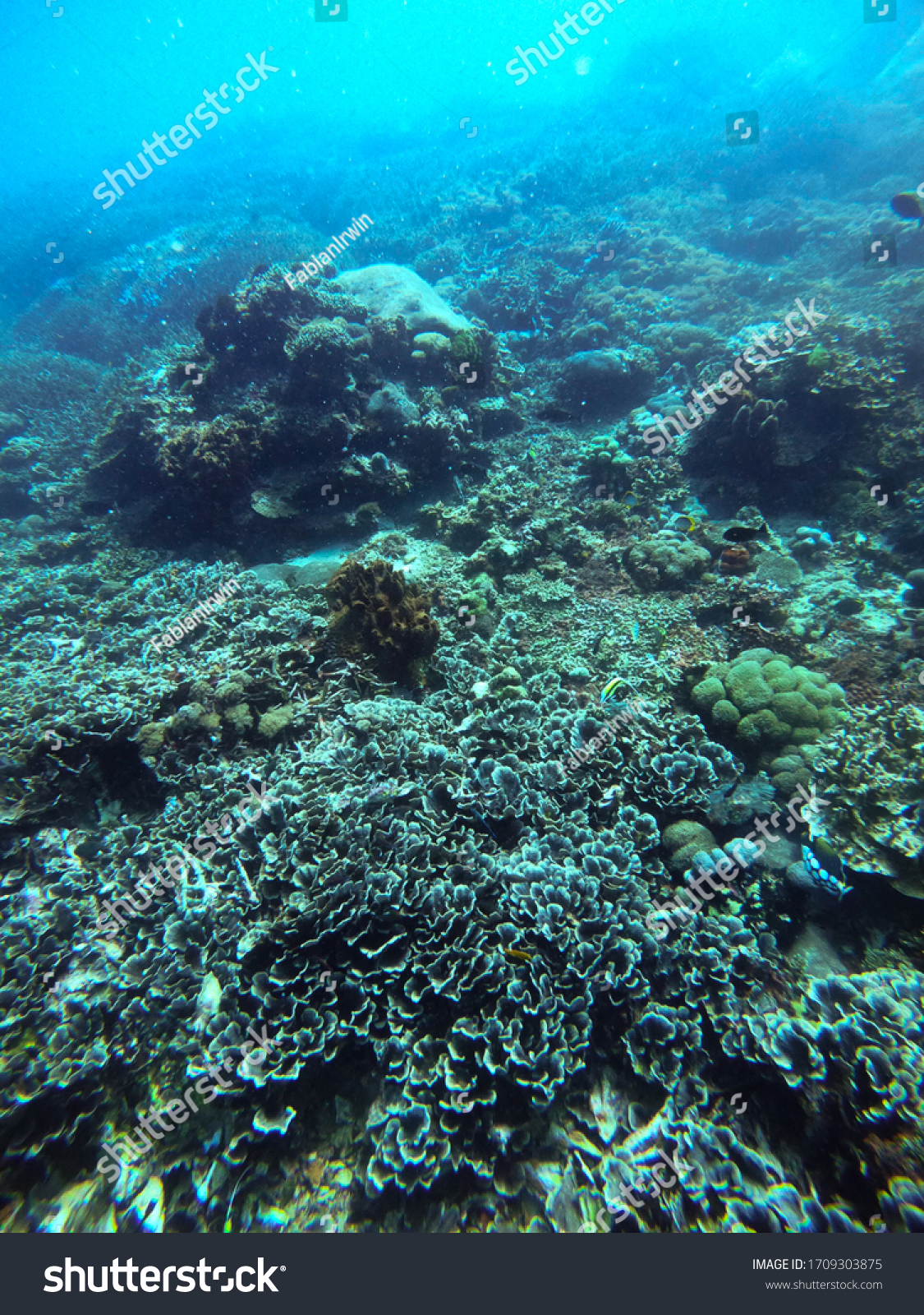 Diving on stunning healthy coral reefs in Bali, Indonesia #1709303875