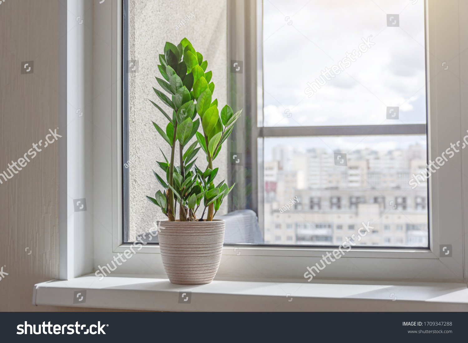 Green Zamioculcas plant on the windowsill of a sunlit room, in the distance the urban background, many residential buildings #1709347288