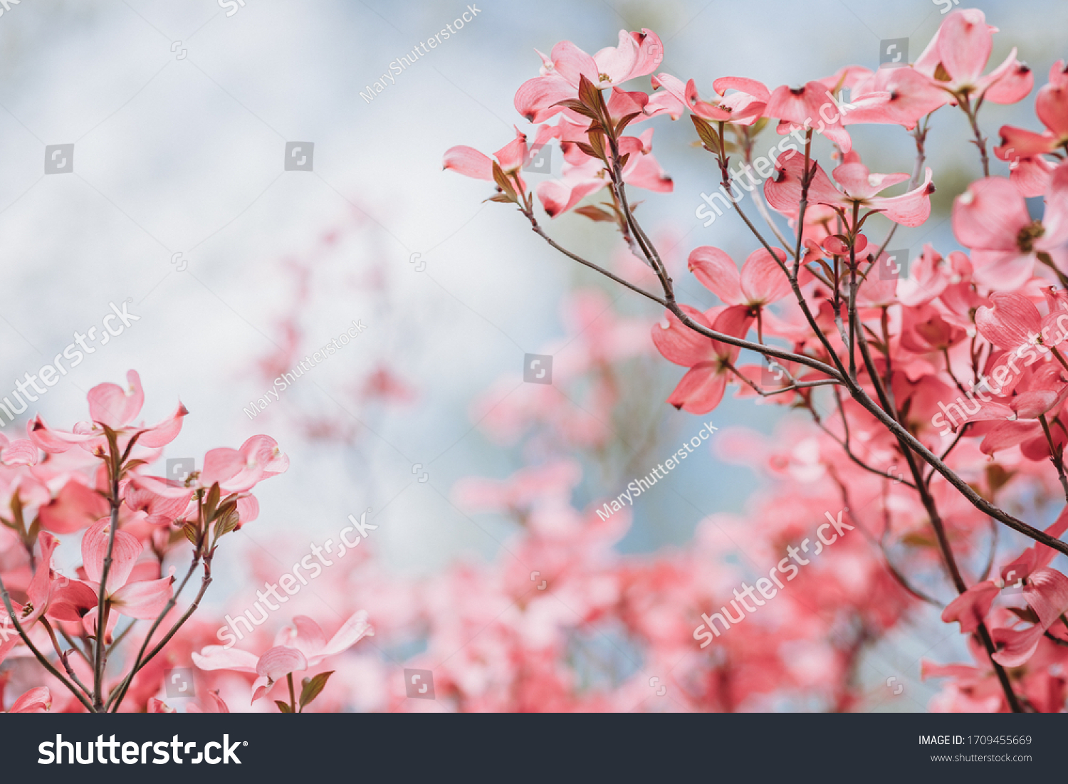 Cornus florida rubra Tree with pink flowers in spring Park. Cornus florida flowering dogwood on blue sky background. Spring flowering tree close-up. Spring blossom background. Spring flowers. #1709455669
