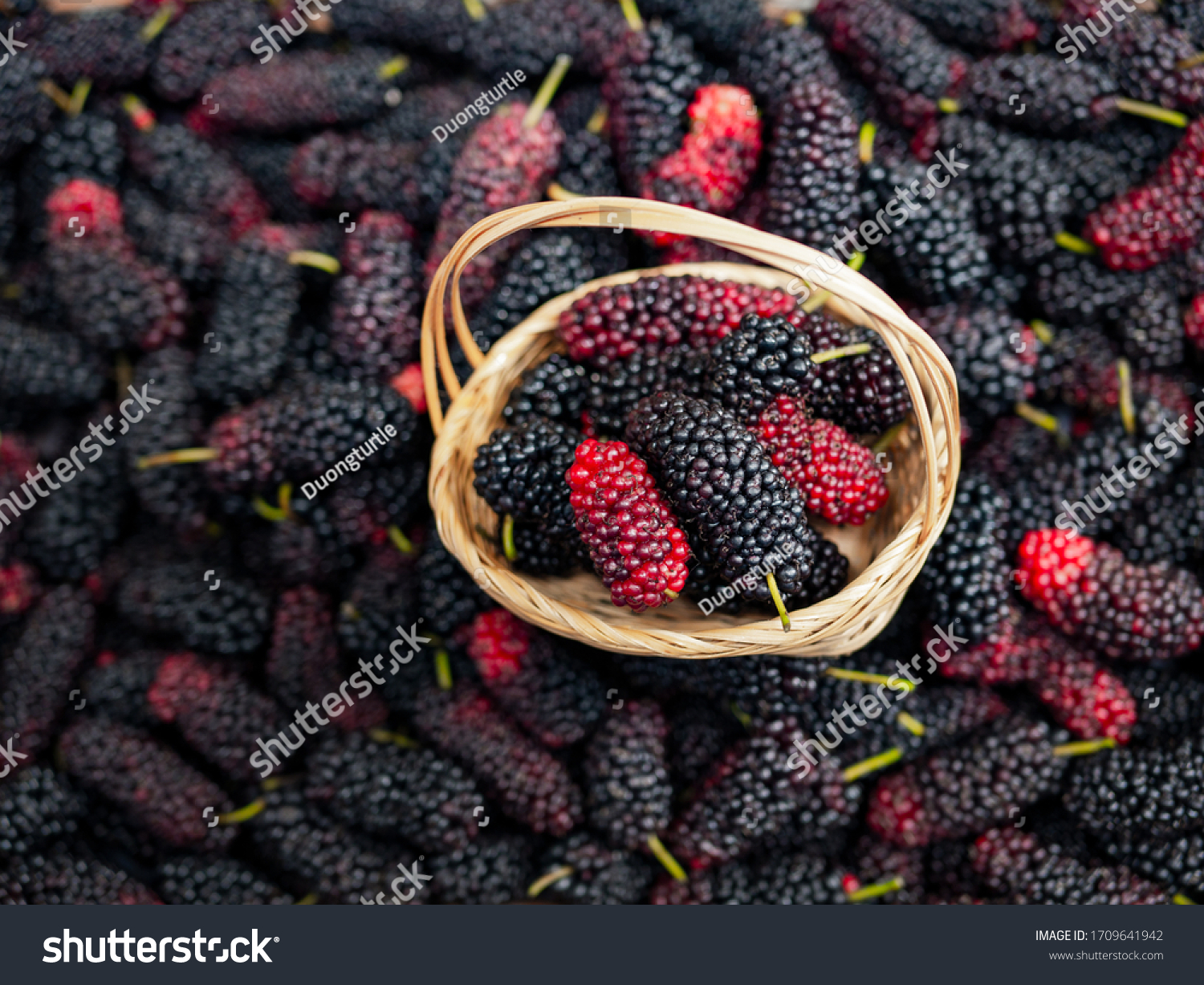 Mulberry in Viet Nam. Mulberry fruit in summertime. Fresh Mulberrys #1709641942