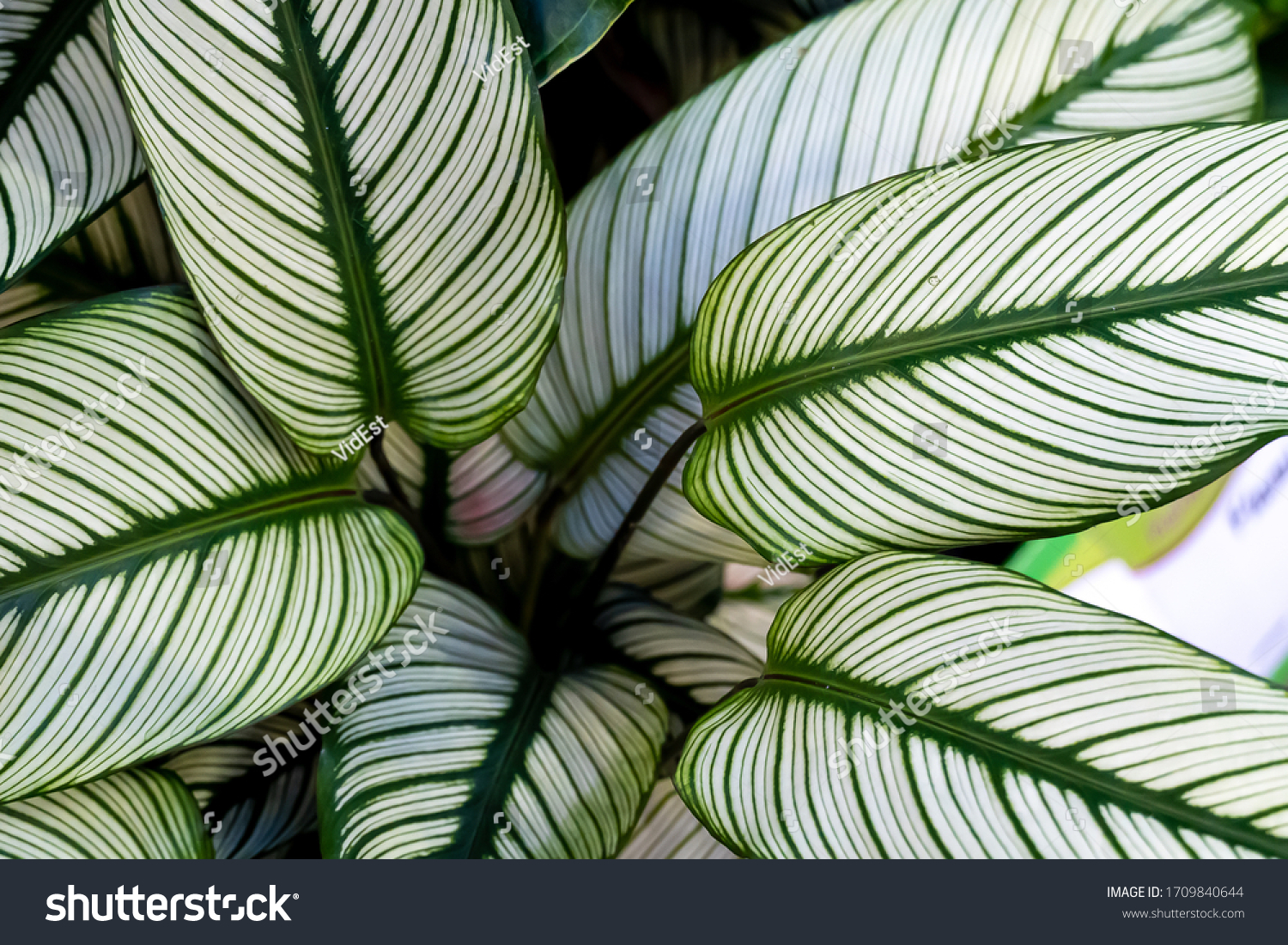 Calathea ornata, variously striped, pin-stripe, or pin-stripe calathea plants leaves close - up #1709840644