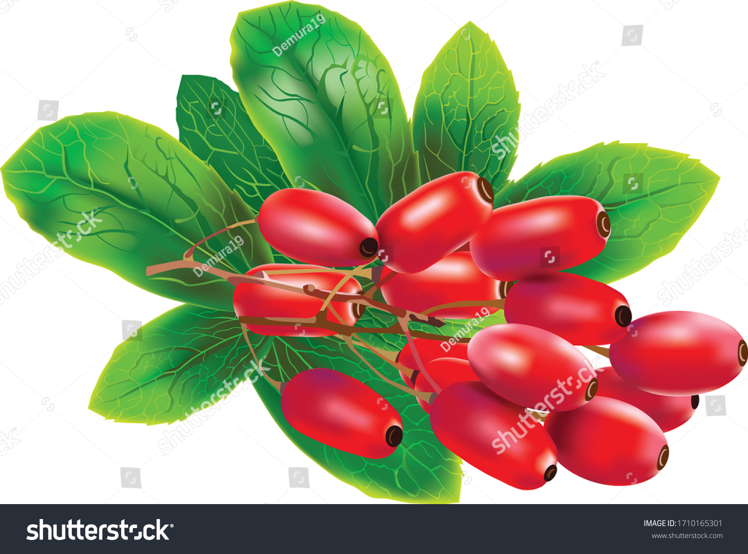 Red barberries with leaves on white background #1710165301