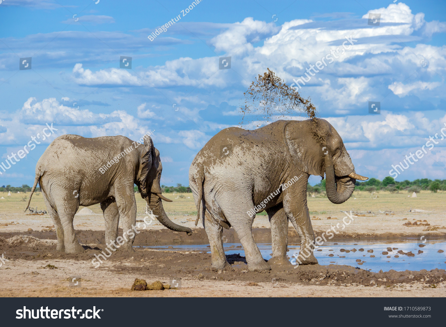 Elephant tossing mud on its back #1710589873