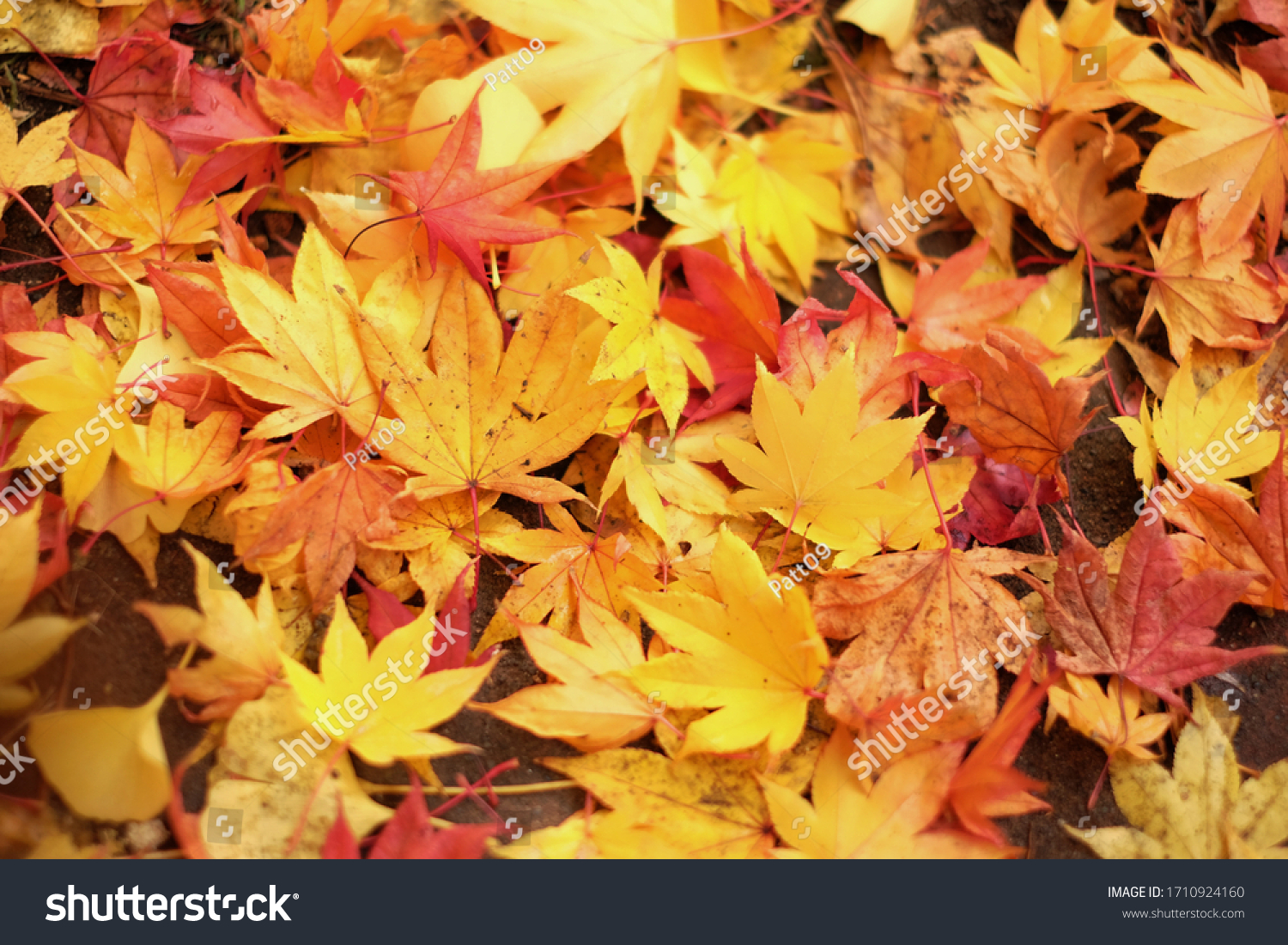 J๋apan Day maple leaves background. Beautiful autumn leaves / Beautiful autumn leaves on a tree in the forest. #1710924160