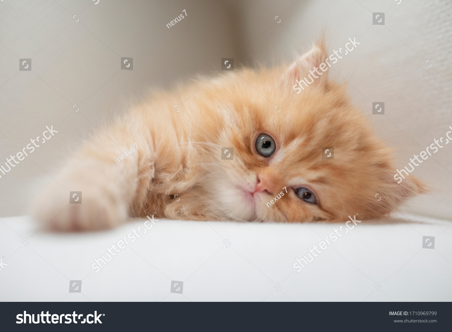 Persian chinchilla kitten looking into the camera on white #1710969799