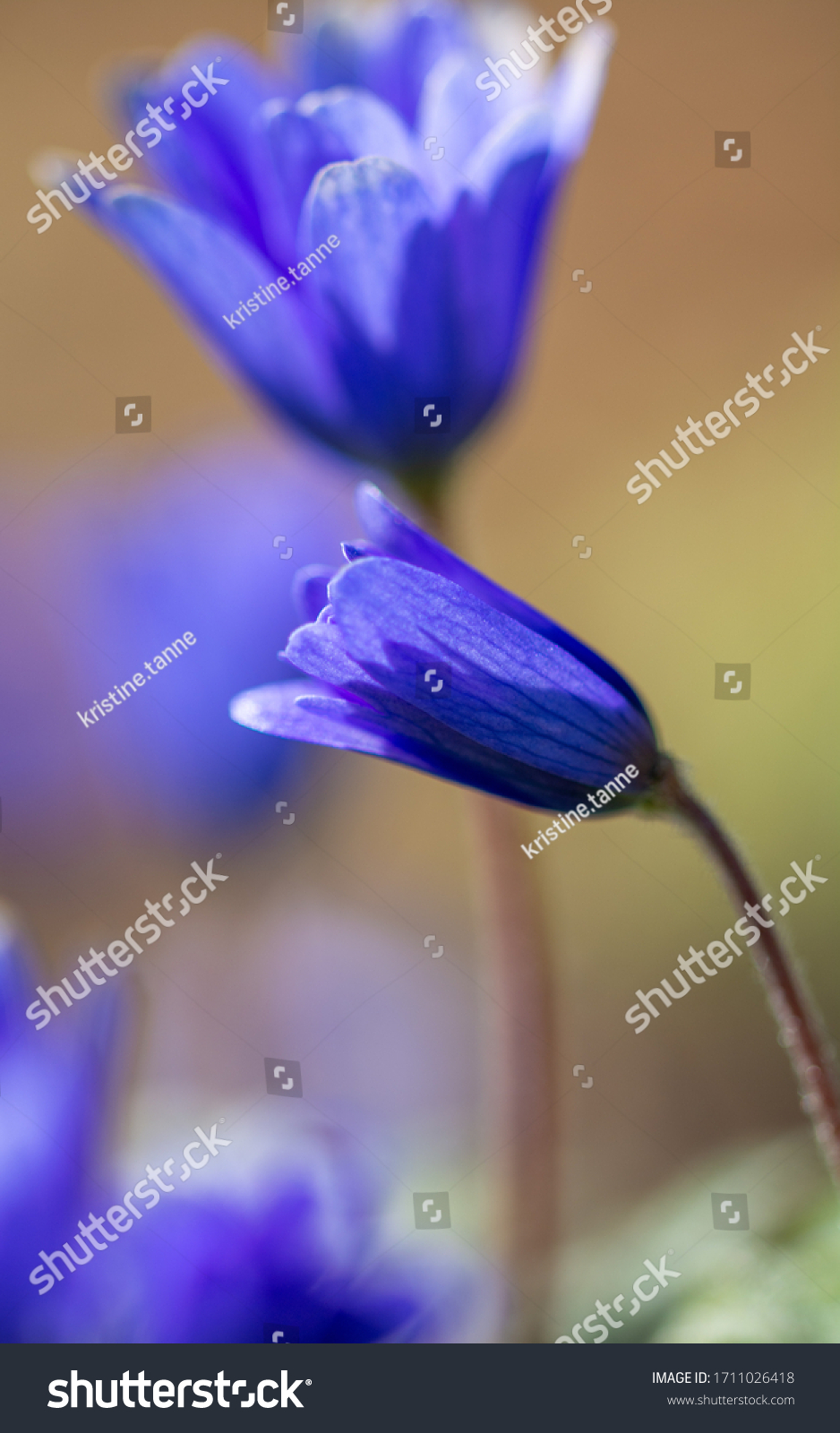 Macro of Anemone apennina or blue anemone flowers. Early spring bloom. Shallow depth of field #1711026418