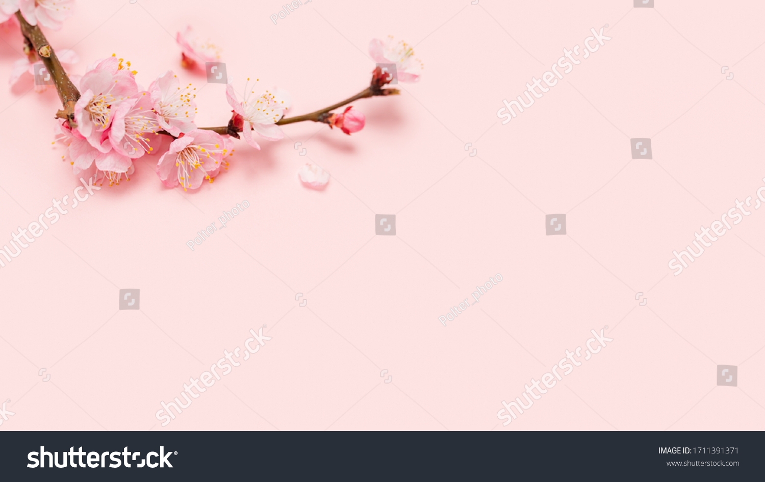 Spring blossoms blooming isolated on pink background, close up copy space, flowers tree branch blooming. Pastel pink background, bloom delicate flowers. Springtime concept. Сакура cherry Japan Sakura #1711391371