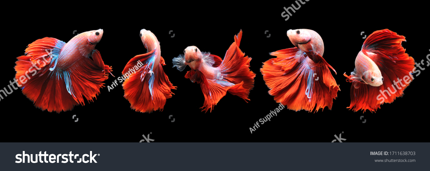 Betta fish, siamese fighting fish, betta splendens isolated on black background,
fish on black background, Multi color Siamese fighting fish, #1711638703