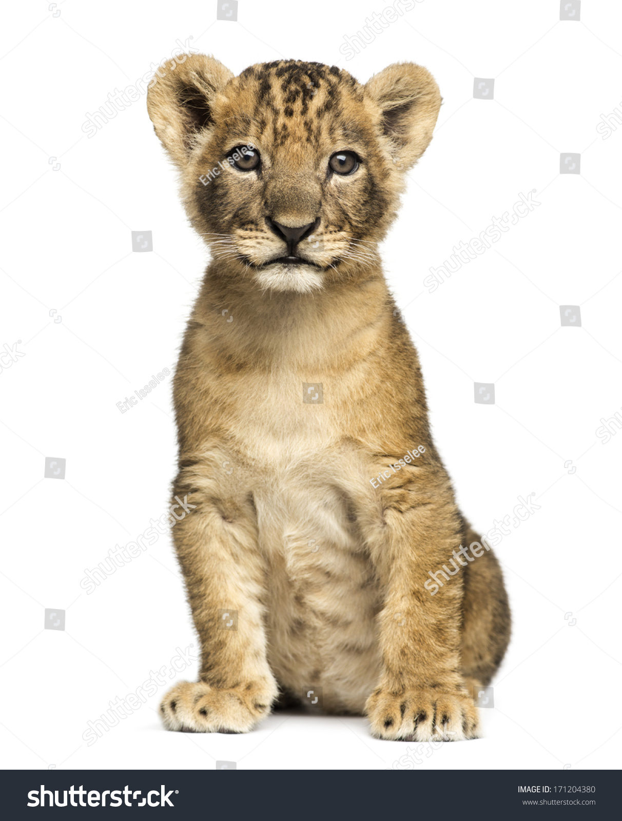 Lion cub sitting, looking at the camera, 7 weeks old, isolated on white #171204380