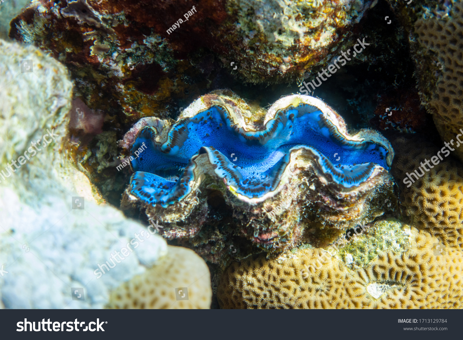 Giant Tridacna, Saltwater Clams In The Coral Reef, Red Sea. Marine Bivalve Blue Mollusks, Large Shells. Amazing Underwater Dangerous Animal. #1713129784