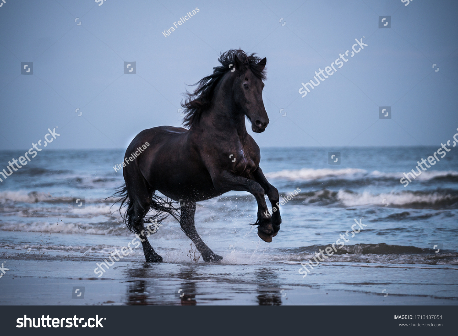 black horse galloping free at the beach #1713487054