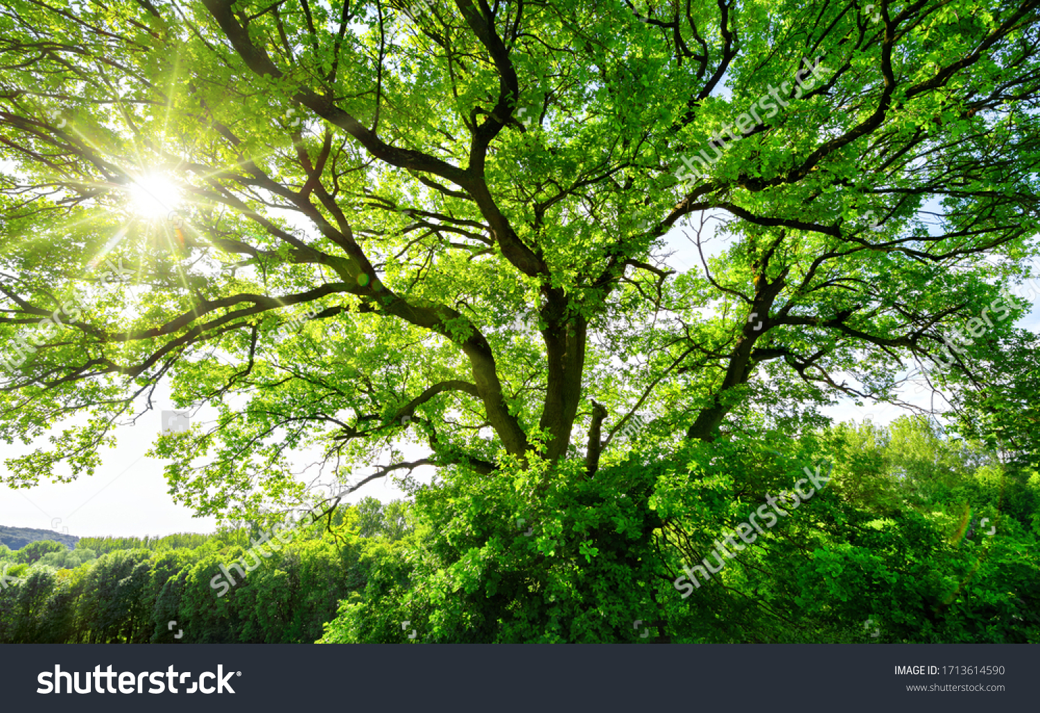 The sun brightly shines through the crooked branches of a majestic green tree #1713614590