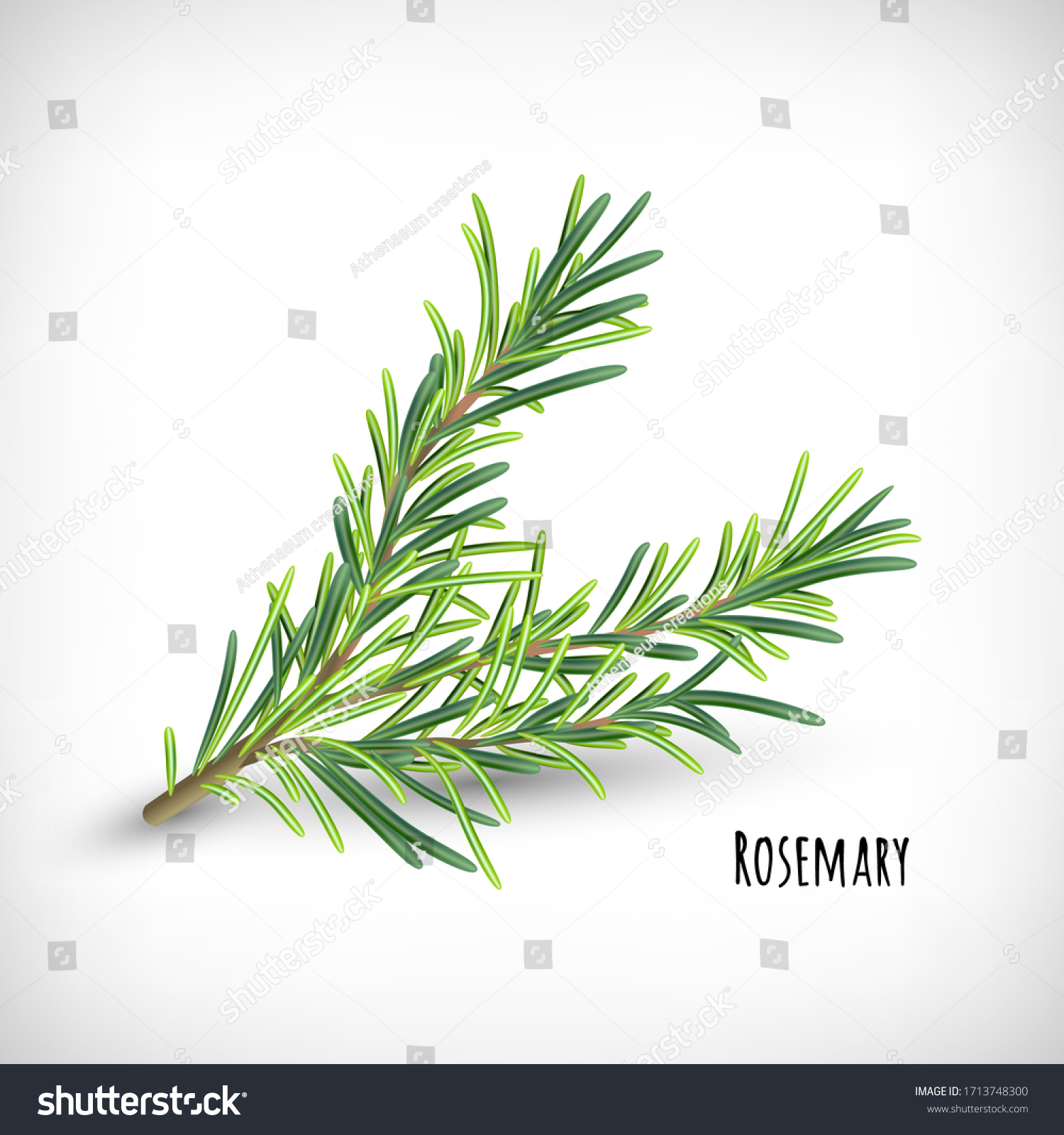 Rosemary plant. Spice herbs concept.  Isolated rosemary twig on vignette background. Lettering Rosemary. Herb and spice vector element for web design. Vector illustration. #1713748300