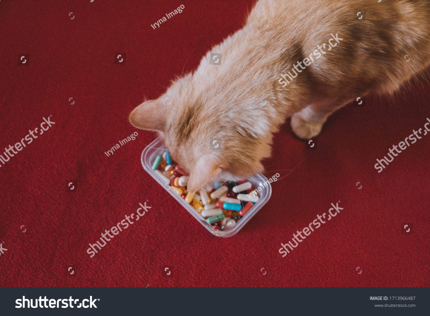 Cat and many pills on a red background. Pets, Cats infected with the coronavirus #1713966487