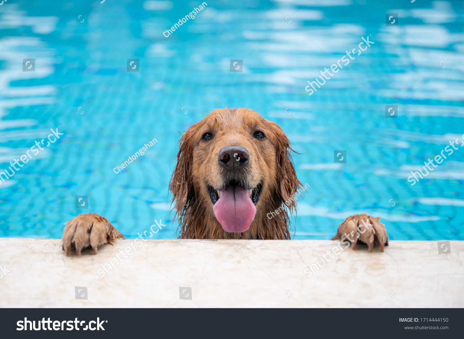 Golden retriever lying by the pool #1714444150