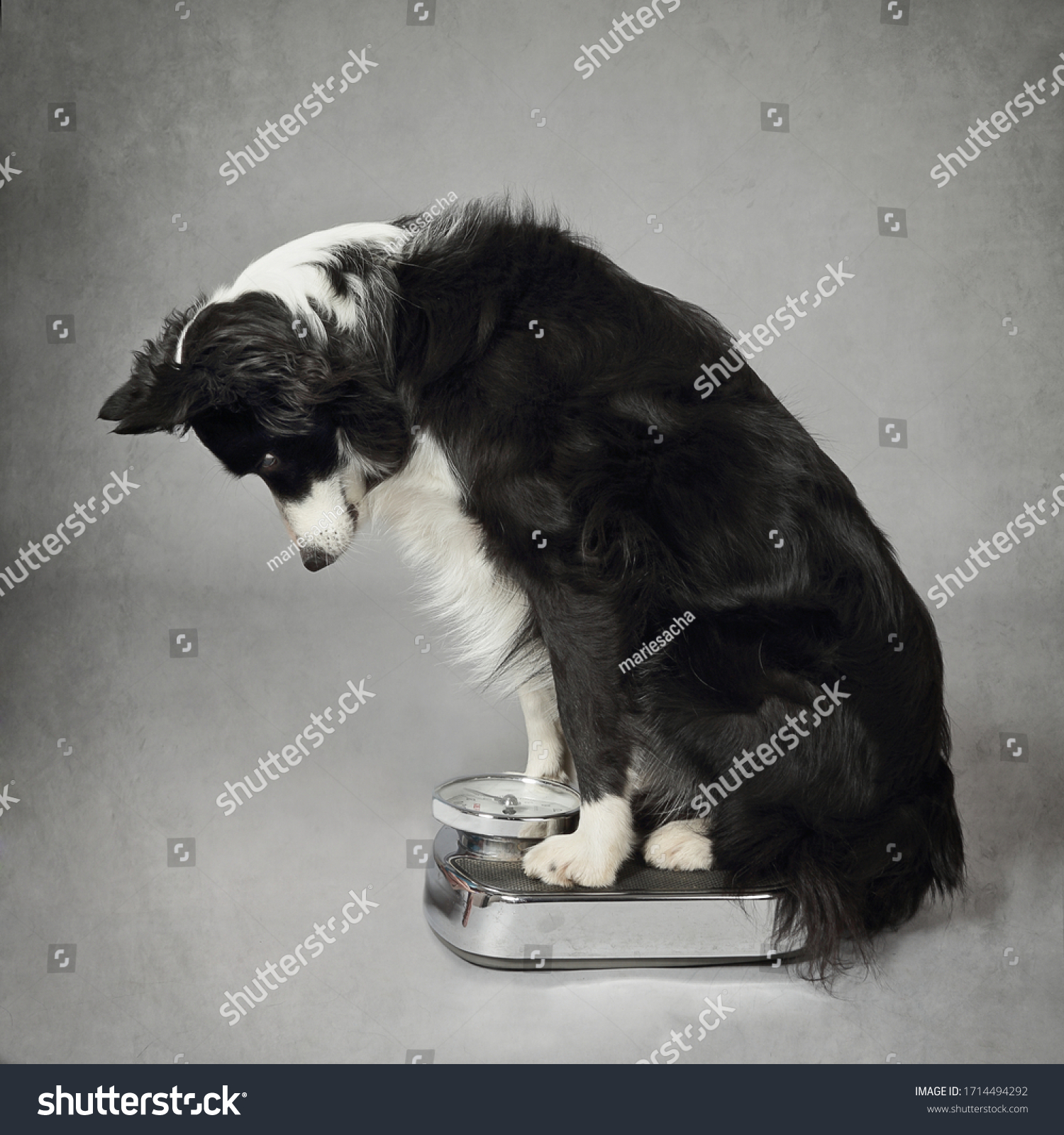 beautiful purebred border collie dog weighing on a bathroom scale on gray background #1714494292