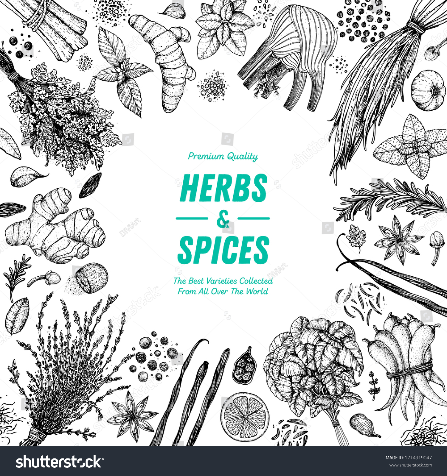 Herbs and spices hand drawn vector illustration. Aromatic plants. Hand drawn food sketch. Vintage illustration. Card design. Sketch style. Spice and herbs black and white design. #1714919047