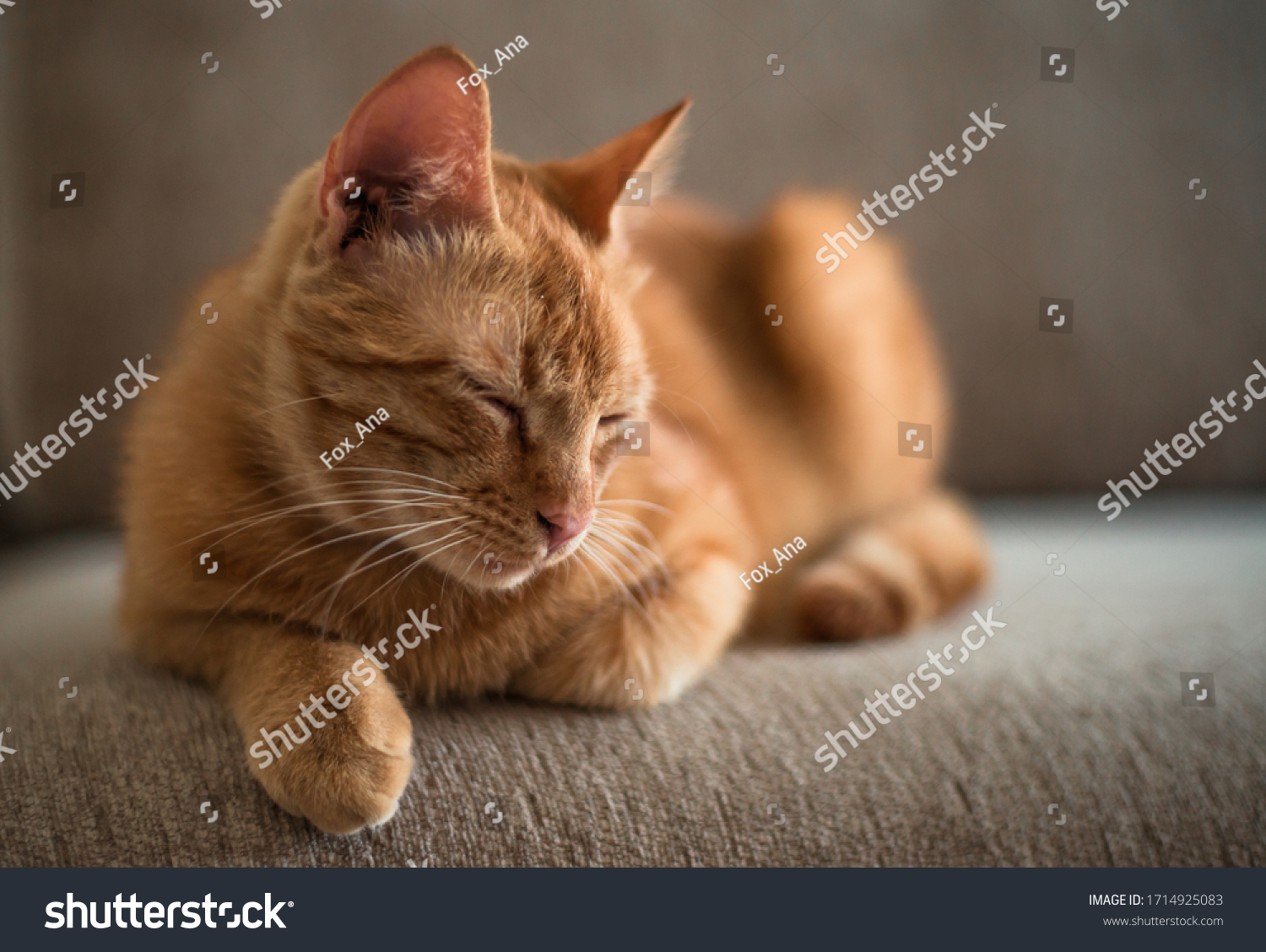 a ginger tabby cat is lying on a sofa at home #1714925083
