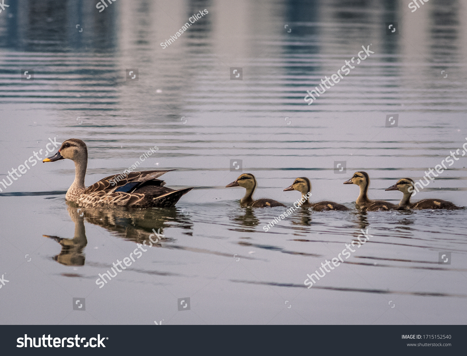Grey Teal duck family with a group of baby ducklings on a lack, Chennai.India #1715152540