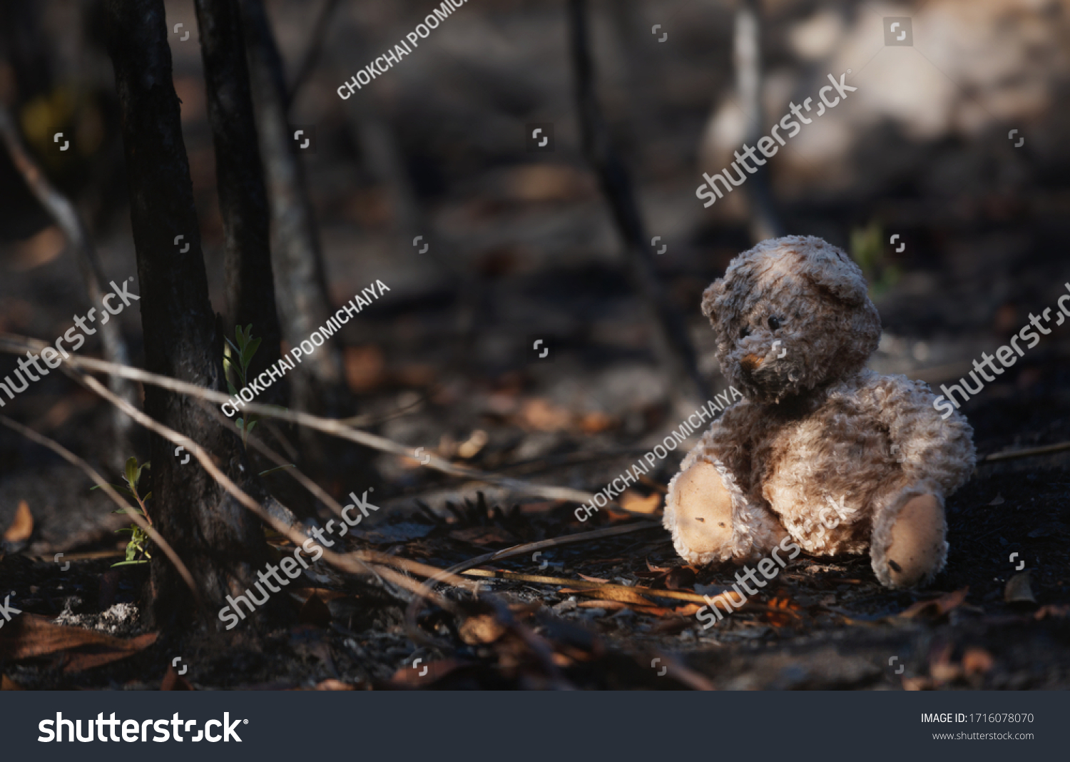 Lonely teddy bear in the  burnt forest.Global warming/Ecology concept background.  #1716078070