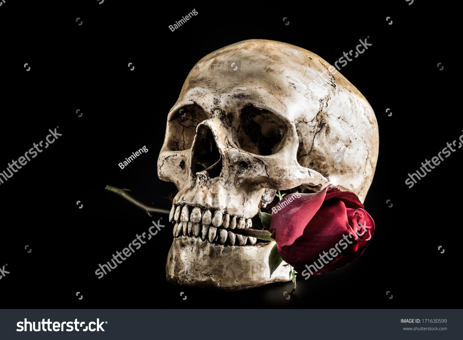 Still life with human skull with red rose in the mouth #171630599