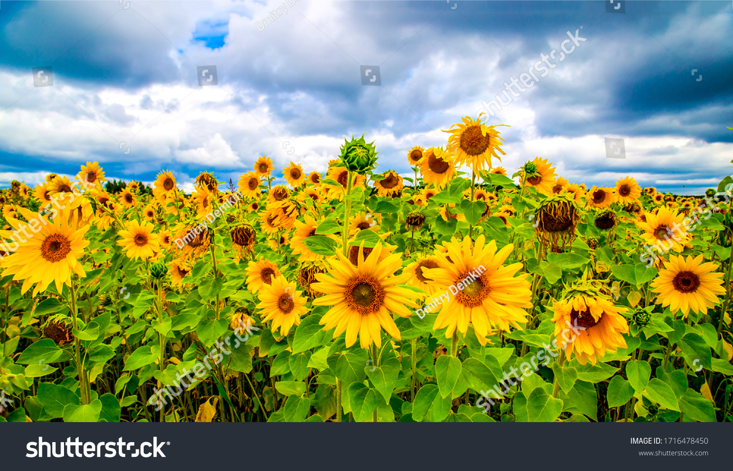 Sunflower flower on agriculture field #1716478450