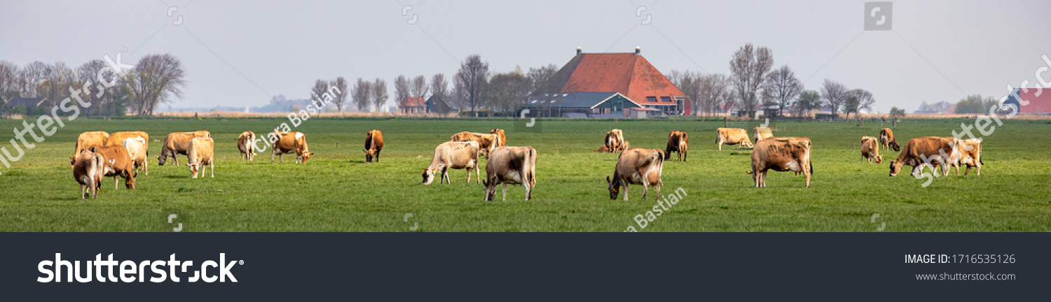 Group of jersey cows grazing in the pasture, peaceful and sunny in Dutch Friesian landscape of flat land with a blue sky and a straight horizon, wide panoramic view #1716535126